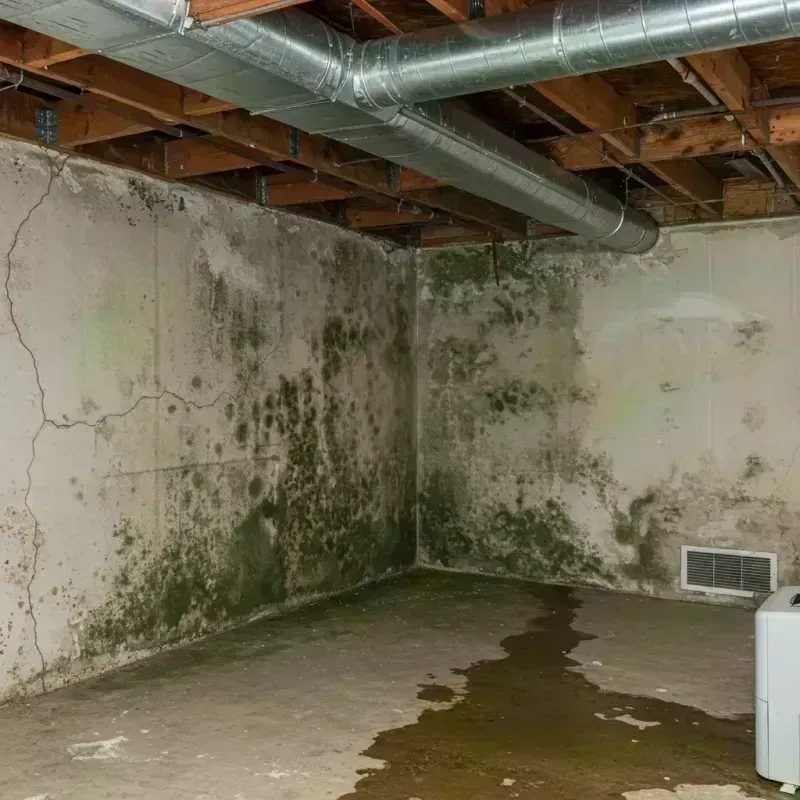 Professional Mold Removal in Albany, GA